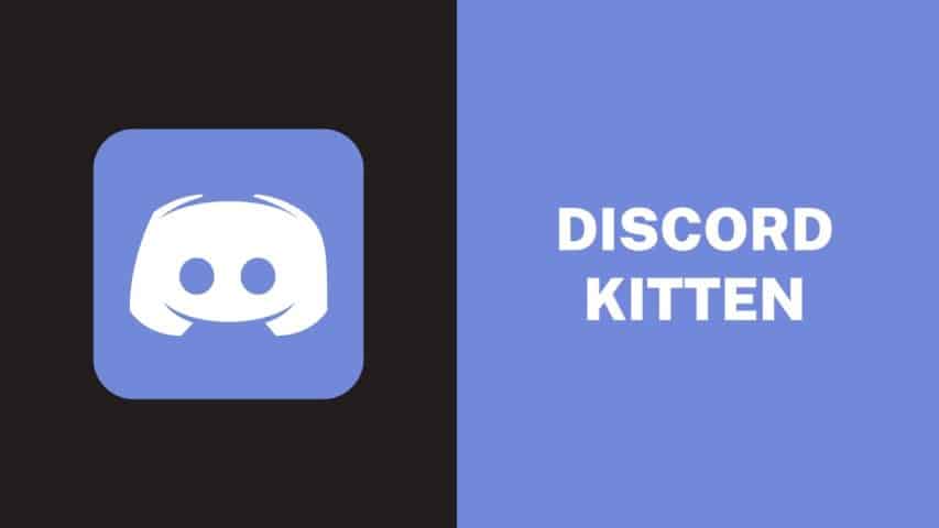 Discord Kitten