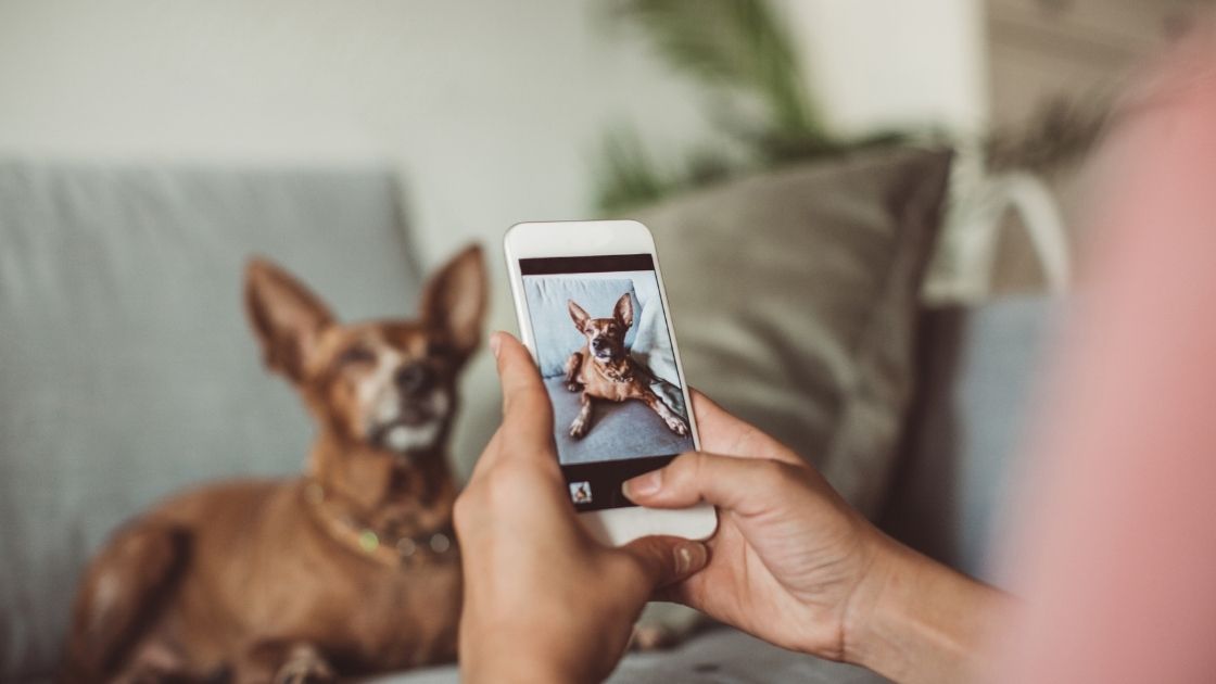 How to Prepare Your Home for a Puppy: Essential Tips for New Owners
